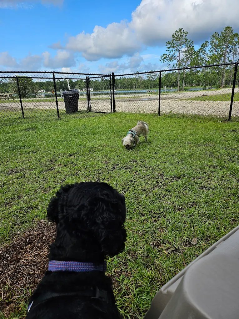 Happy pup in the fenced dog park at Lake LaCroix